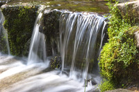Fern Spring