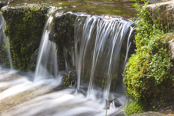 Fern Spring