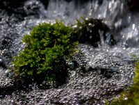 Fern Spring