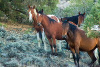 Wild Horses